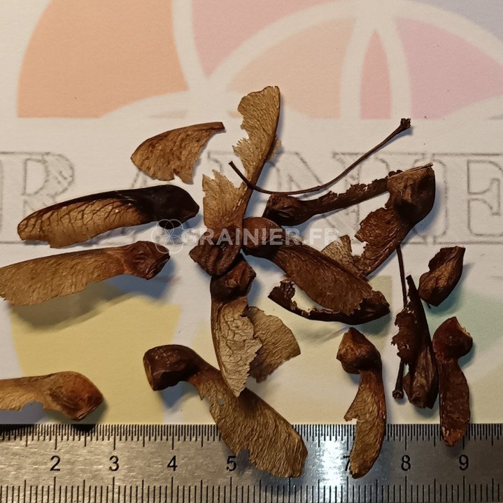 Érable à feuilles d'obier, Acer opalus image